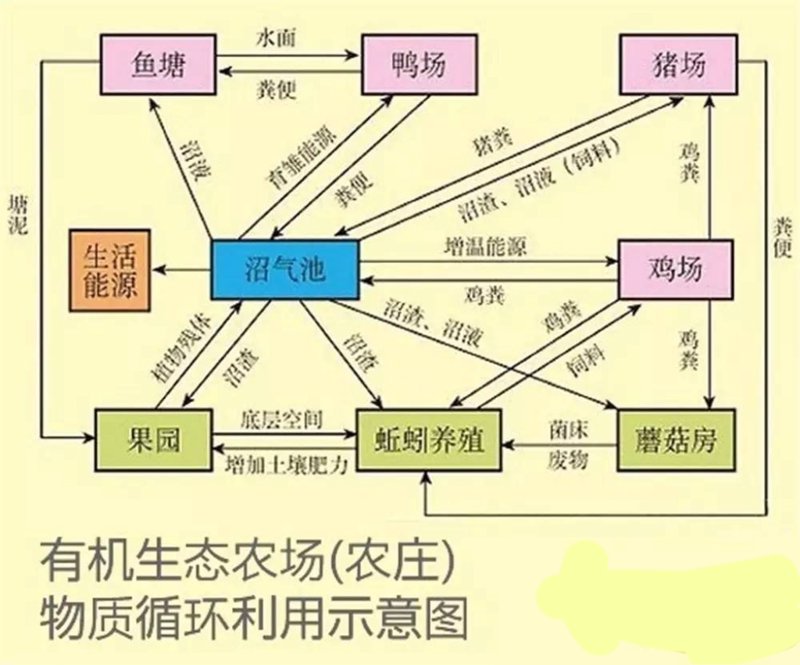 果园里的欢声笑语：水果采摘的乐趣与挑战
